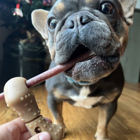 Tall Tails Bully Stick Holder- Large