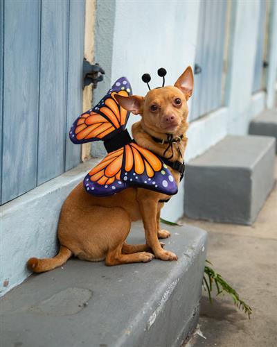 Butterfly Wing + Hat Set Costume