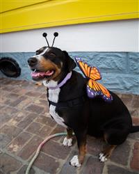 Butterfly Wing + Hat Set Costume