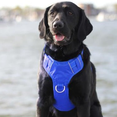 Chesapeake Bay Harness- Black