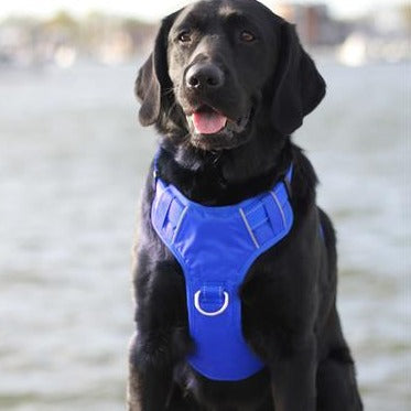Chesapeake Bay Harness- Purple