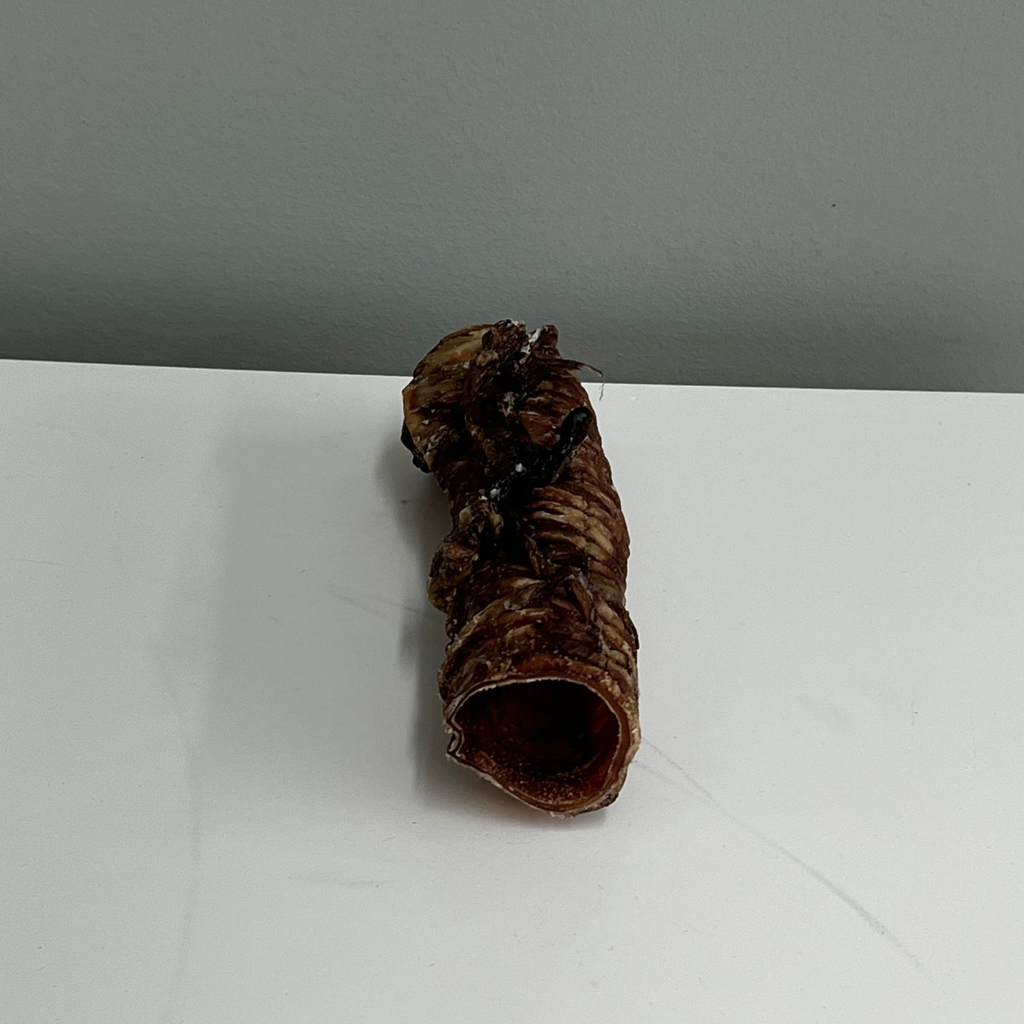 Large Beef Trachea
