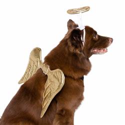 Angel Costume