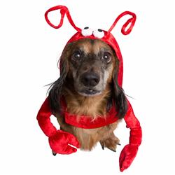 Lobster Costume- Small