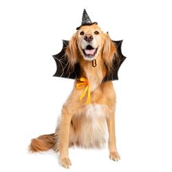 Witch Hat/Collar Costume
