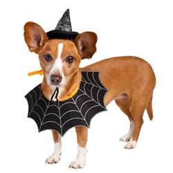 Witch Hat/Collar Costume