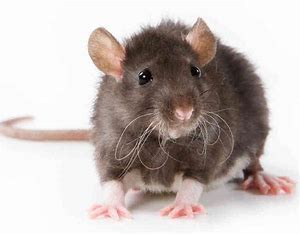 Frozen Rat